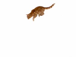 MS SLO MO Domestic cat leaping against white background / Vieux Pont, Normandy, France Stock Footage