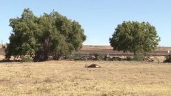 CLEAN : S.Africa animal rights group tries to stop big game hunt News Clip