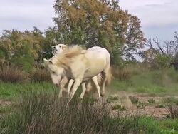 WS SLO MO Camargue horse galloping through swamp / Saintes Marie de la Mer, Camargue, France Stock Footage