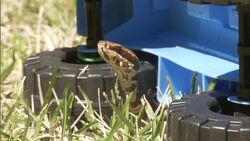 A rattlesnake coils under a toy truck. Stock Footage