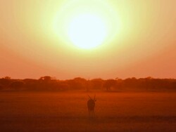 WS View of Lone oryx at dusk with sun  / Central Kalahari Game Reserve, Botswana Stock Footage