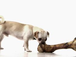 Bad to the Bone .. Stock Footage