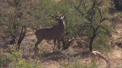 A gazelle feeds on leaves from a tree. Stock Footage