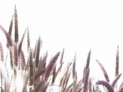 Flowers the grass. Stock Footage