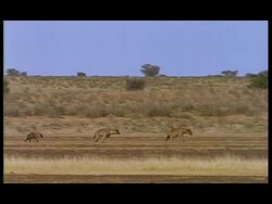 WA Zooming in, Family of Spotted Hyenas (Crocuta crocuta) walking through scrub, Botswana Stock Footage