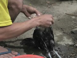 CU man plucking feathers from chicken / Xam Neua, Laos Stock Footage
