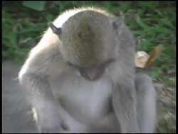 Monkey Playing With Hat Stock Footage