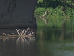 MS Geese on tree wood in river / Minneapolis, Minnesota, United States  Stock Footage