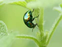 Golden green beetle Stock Footage