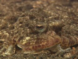 Flounder, Cockatoo, eyes and mouth area, close up. Indonesia  Stock Footage