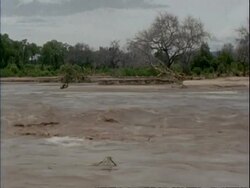 WA River swollen from flood water, flowing past dead trees, Green vegetation in background, Mana Pools, Zimbabwe Stock Footage
