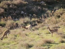 WS View of Mountain Gazelle males standing and grazing / Jerusalem, Judea, Israel Stock Footage