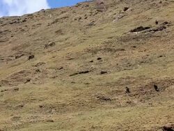WS Sex herb collector at Himalayan mountains / Durma, Banke District, Nepal Stock Footage