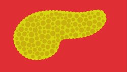 TED-ED: What does the pancreas do? - Emma Bryce Instructional Video