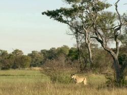 WS Shot of collared lioness walking through bushy area and observing surroundings / Okavango Delta, North-West District, Botswana Stock Footage