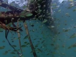 MS Small fish swimming around floating tree / Tamarindo, Guanacaste, Costa Rica Stock Footage