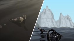 How oil spills affect birds Instructional Video