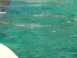 Dolphin Stock Footage