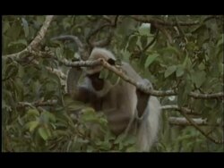 Langur Monkey (Semnopithecus sp.) in tree eating small fruit, Nagarahole National Park, India Stock Footage