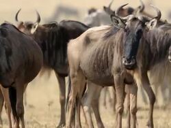 Great Wildebeest Migration in Kenya Stock Footage