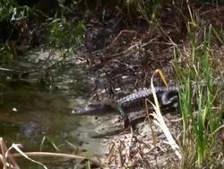 Baby Alligator Stock Footage