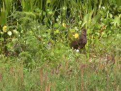 Limpkin Chicks Coming Out of The Water Stock Footage