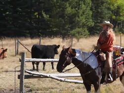 Cowgirl counting cattle on horseback Stock Footage