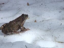 Toad on the snow Stock Footage