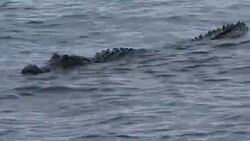 Alligator Swimming Near The Shoreline - Florida Stock Footage
