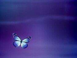 Butterfly landing with Luma / Alpha Matte (purple) - Loop Stock Footage