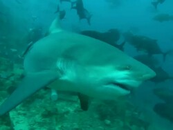 Bull shark, Carcharhinus leucas, takes bait, Bequ divers shark feeding, Fiji, South Pacific  Stock Footage