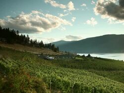 Shrubs apples extending on the plot of an orchard Stock Footage