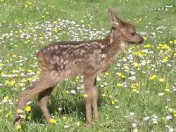 MS TS Shot of Roe Deer standing in blooming Meadow / Calvados, Normandy, France Stock Footage