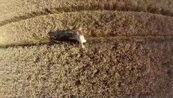 Having Fun In A Wheat Field - Stock Video Stock Footage