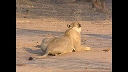 Lioness in Lower Zambezi National Park News Clip
