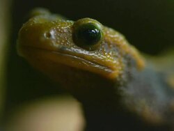 Frog Stock Footage