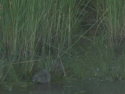 River rat 17 - HD 1080/60i Stock Footage