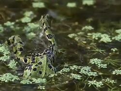 CU SLO MO Edible Frog, rana esculenta, Adult Diving in Pond / Vieux Pont, Normandy, France Stock Footage