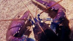 Lobster Stock Footage