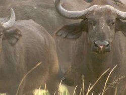 CU TS Shot of Buffalo herd observing surroundings and chewing / Okavango Delta, North West District, Botswana Stock Footage