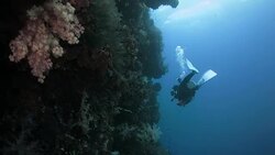 Scuba diving in coral reef, Raja Ampat, Indonesia Stock Footage