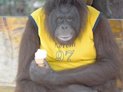 Orangutan eating ice cream Stock Footage