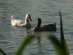 Ducks Depth of Field Part 1 HD 1080p24 Stock Footage