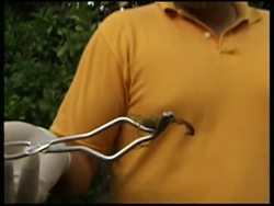 Yellow scorpions invade a Brazilian town News Clip