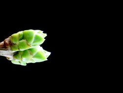 Germinating branch - vertical, time lapse Stock Footage