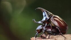 Rhinoceros beetles are mating in nature Stock Footage