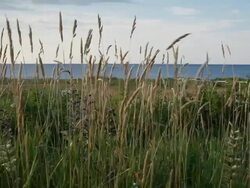 Gentle breeze by the ocean Stock Footage