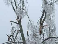 Devastation After An Ice Storm Stock Footage