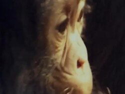 ECU, Young chimpanzee (Pan troglodytes), Gombe Stream National Park, Tanzania Stock Footage