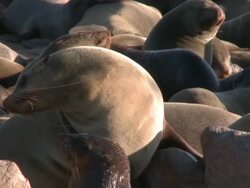 Cape fur seals (Arctocephalus pusillus), Cape Cross, Namibia Stock Footage